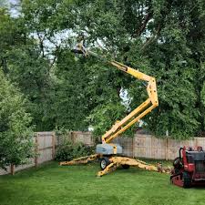 Best Stump Grinding and Removal  in Hialeah, FL