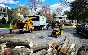 How Our Tree Care Process Works  in  Hialeah, FL